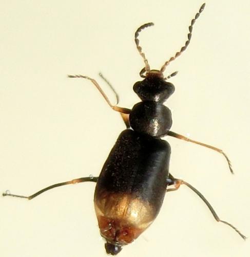 Hypebaeus flavipes